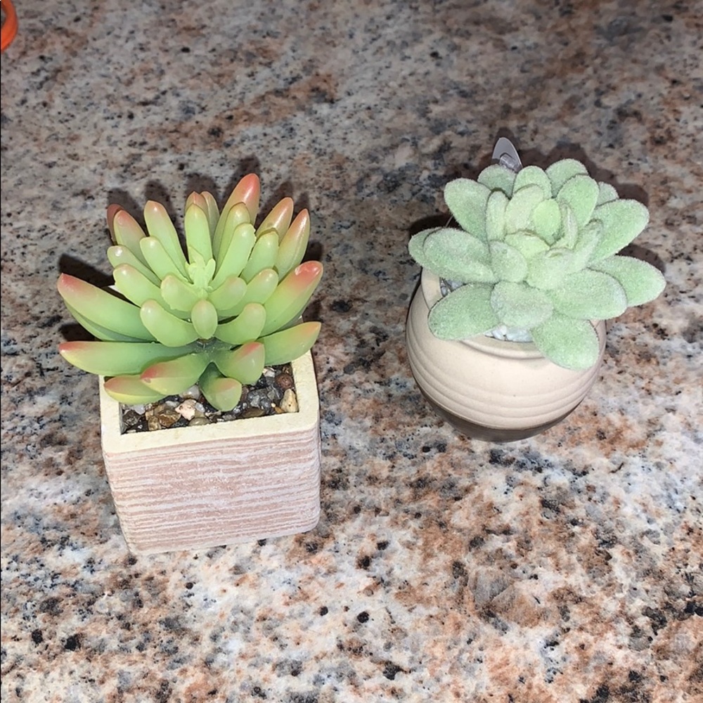 Succulents